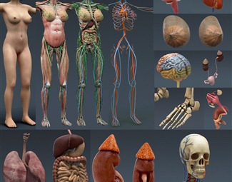 现代人物模型带骨骼