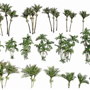 现代 树 植物椰树