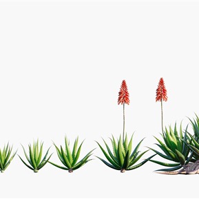 现代 芦荟 多肉植物芦荟