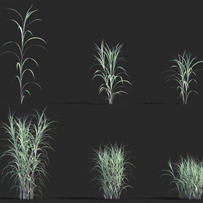 现代 草 象草 紫狼尾草