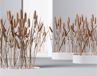 现代 麦子 麦穗植物