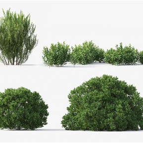 现代 灌木 园林景观植物 北方杨梅 月桂