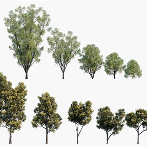 现代 树 植物树木