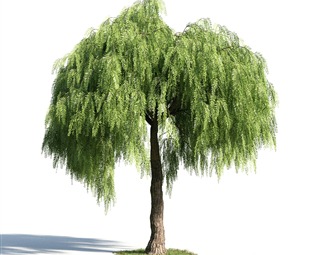 现代行道树