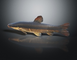 现代海洋生物