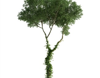 现代 树