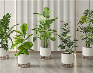现代 盆栽 绿植盆栽组合