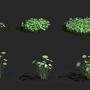 现代 植物 铜钱草 香菇草