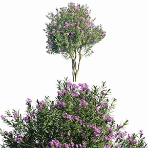 现代 灌木 植物夹竹桃