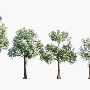 现代 树 树木糖胶树