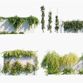 现代 藤蔓 縢蔓植物墙