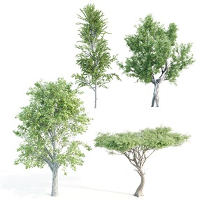 现代 树 植物枫树 槭树 桉树 合欢树