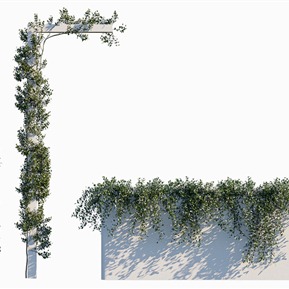 现代 藤蔓 绿植縢蔓植物墙络石藤