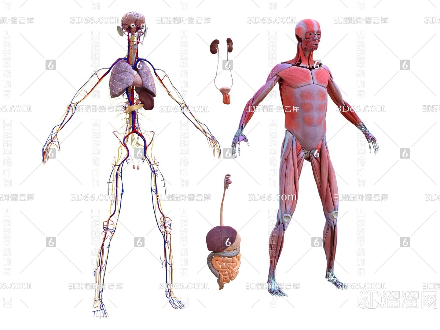 現代人體解剖3d模型下載